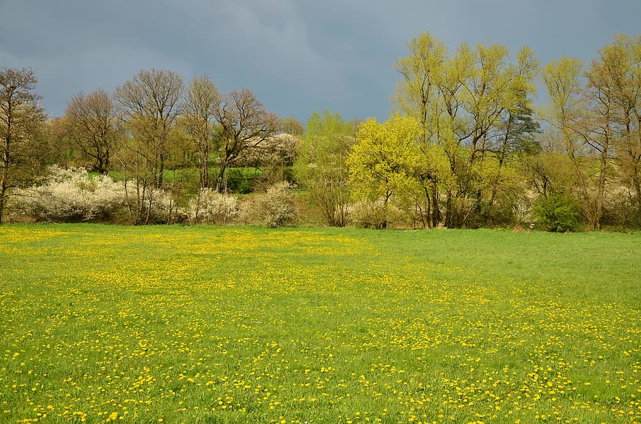 bed of yellow petaled flowers, spring meadow, april, landscape HD wallpaper