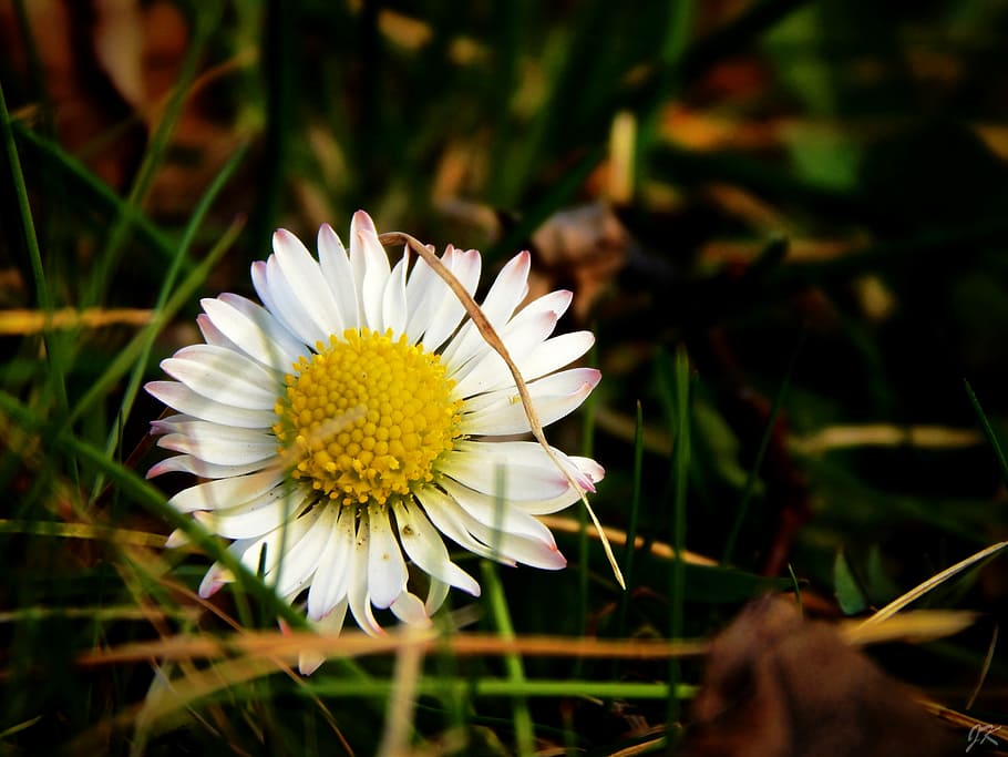 spring, sun, macro, nature, garden, flower, signs of spring HD wallpaper