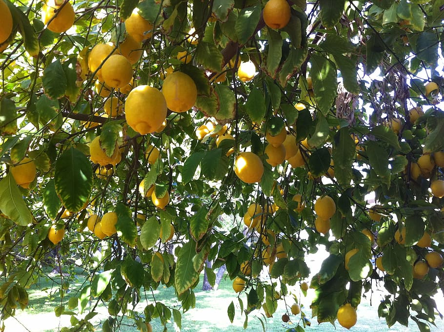 citrus, lemons, organic, refreshment, delicious, fruit, food HD wallpaper