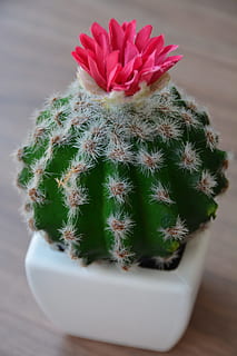green cactus with flower in ceramic pot, bloom, desert, garden HD wallpaper