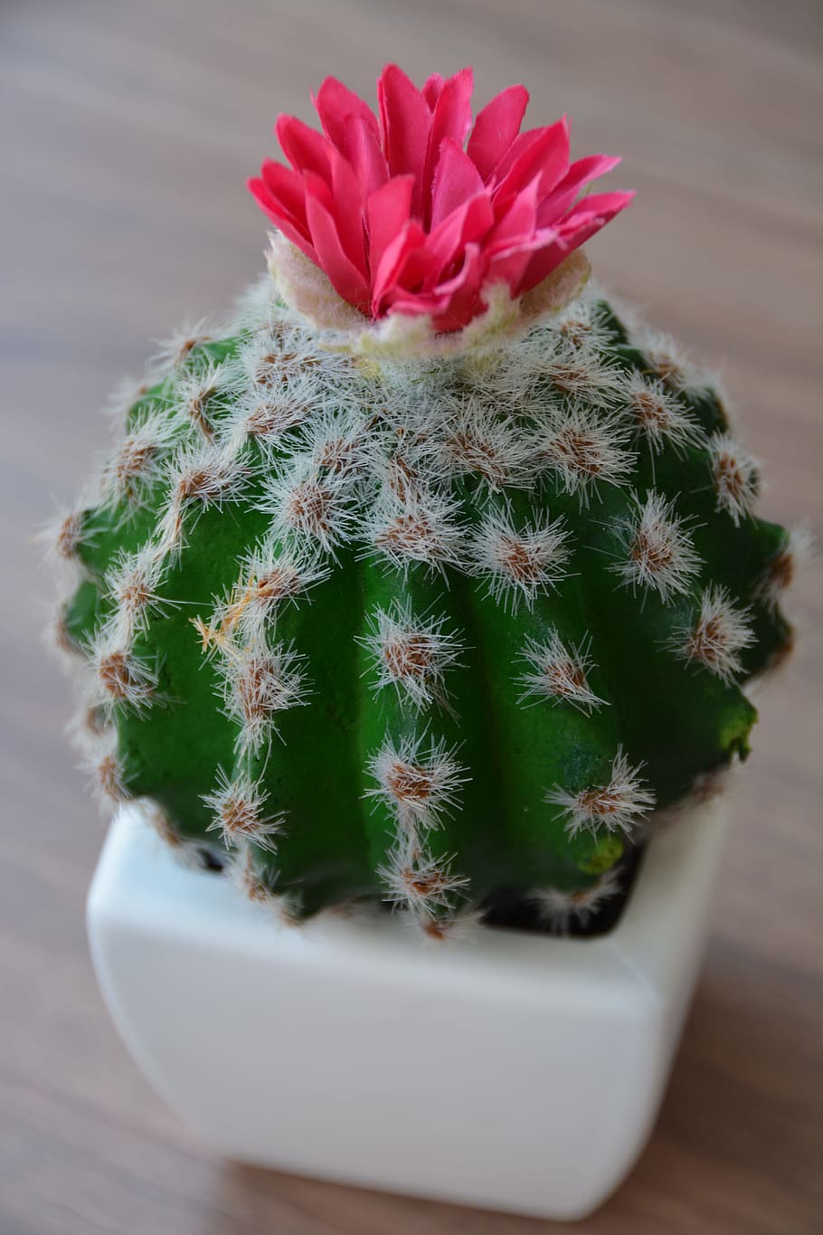 green cactus with flower in ceramic pot, bloom, desert, garden, HD wallpaper