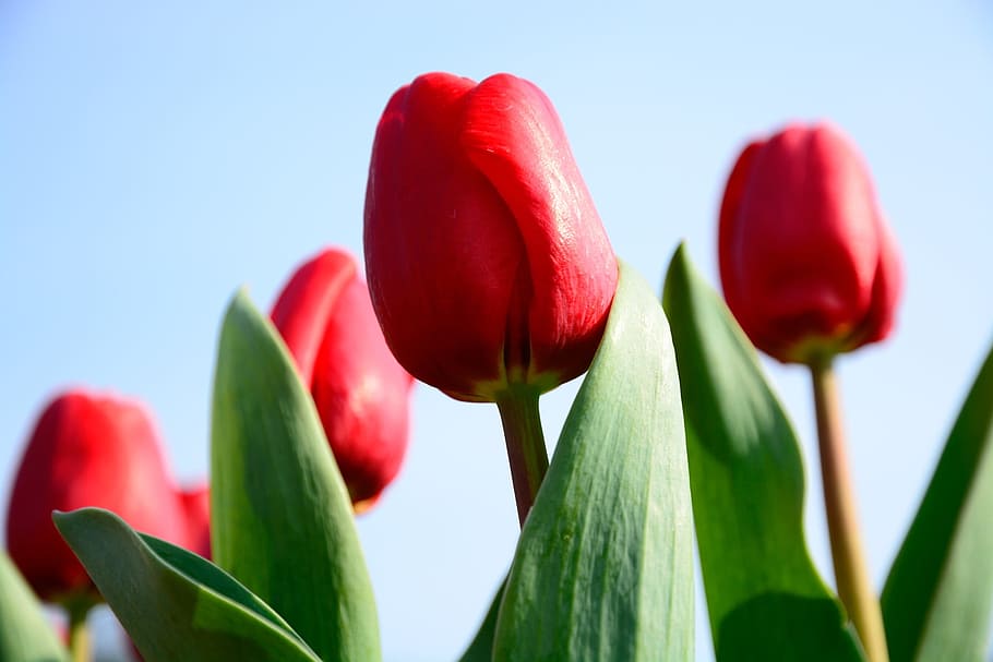 tulip, flower, sky, spring, floral, park, garden, happy, bloom HD wallpaper