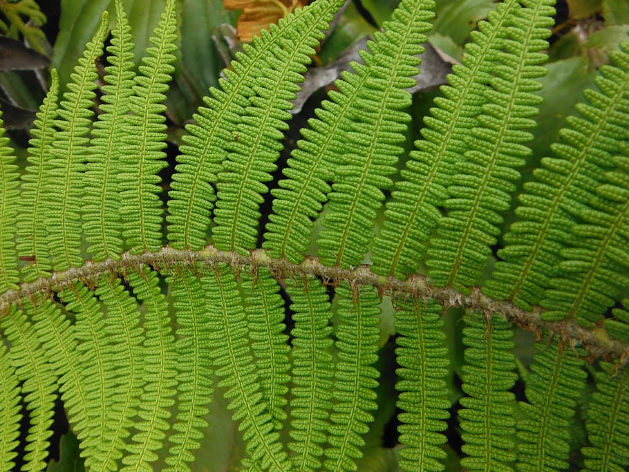 Green, Garden, Leaf, Nature, Plant, environment, outdoor, natural HD wallpaper