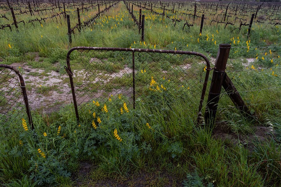 yellow flowers, gate, dramatic clouds, landscape, western-cape HD wallpaper