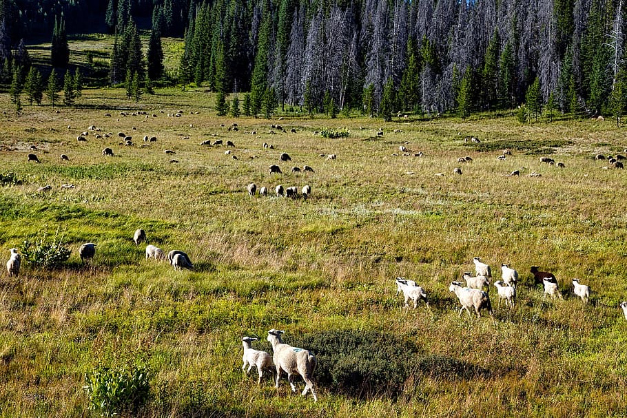 sheep, animals, herd, meadow, field, nature, outdoors, landscape HD wallpaper