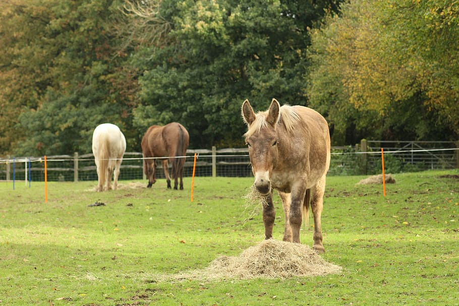 mule, horse, pony, draft, comtois, big, grazing, pasture, paddock, HD wallpaper