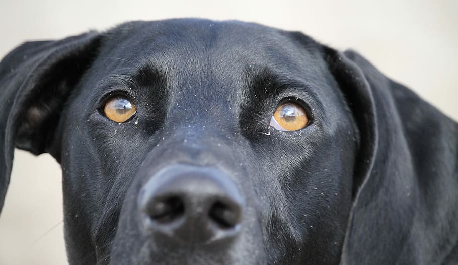 Dog, Profile, black, pets, domestic animals, black labrador HD wallpaper