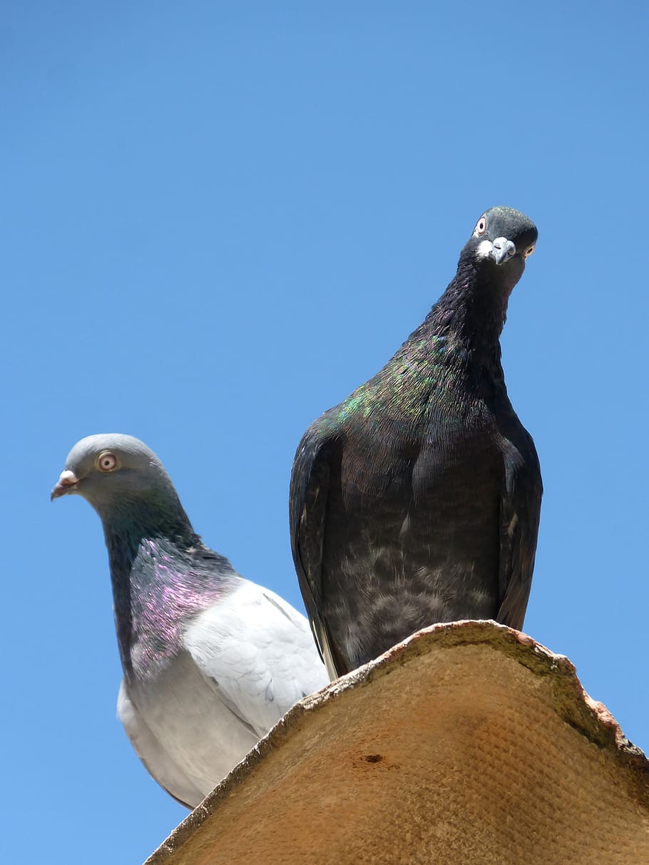 pigeons, couple, lookout, curiosity, uralita, blue sky, paloma, HD wallpaper