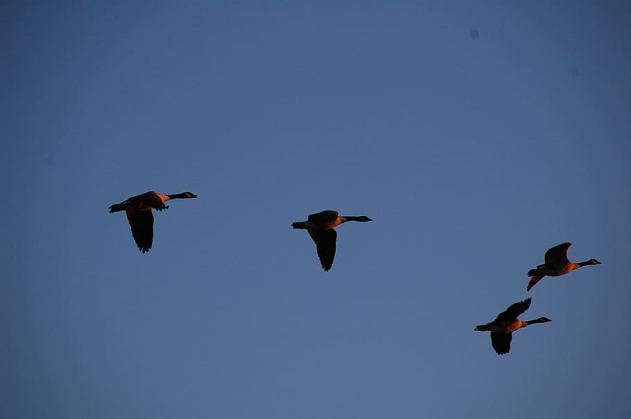 Geese, Flying, Migration, Flock, sky, wildlife, goose, birds HD wallpaper