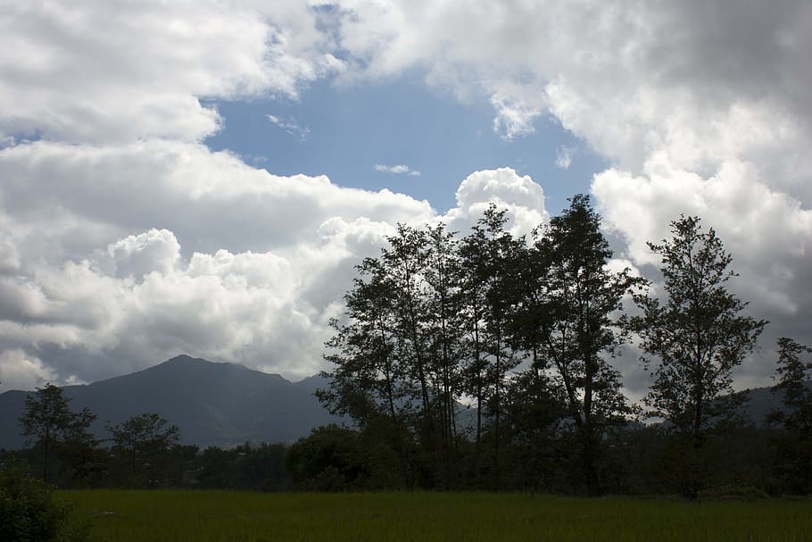Cloudy, Trees, White, Clouds, sky, fluffy, cloudscape, plants HD wallpaper