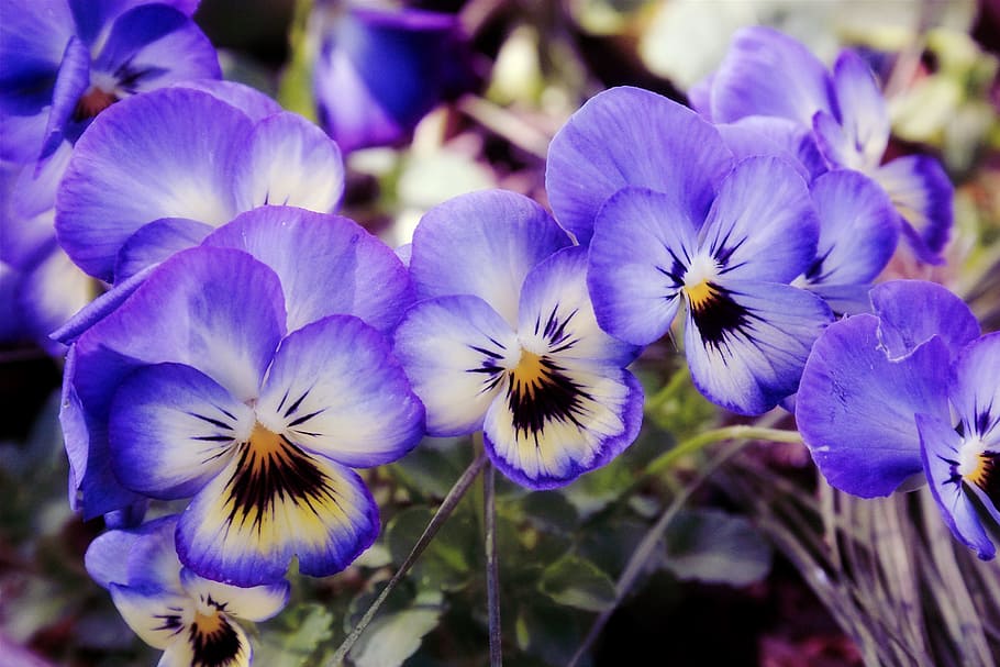 Flowers, Garden, Violets, Spring, Floral, petal, bloom, blossom HD wallpaper