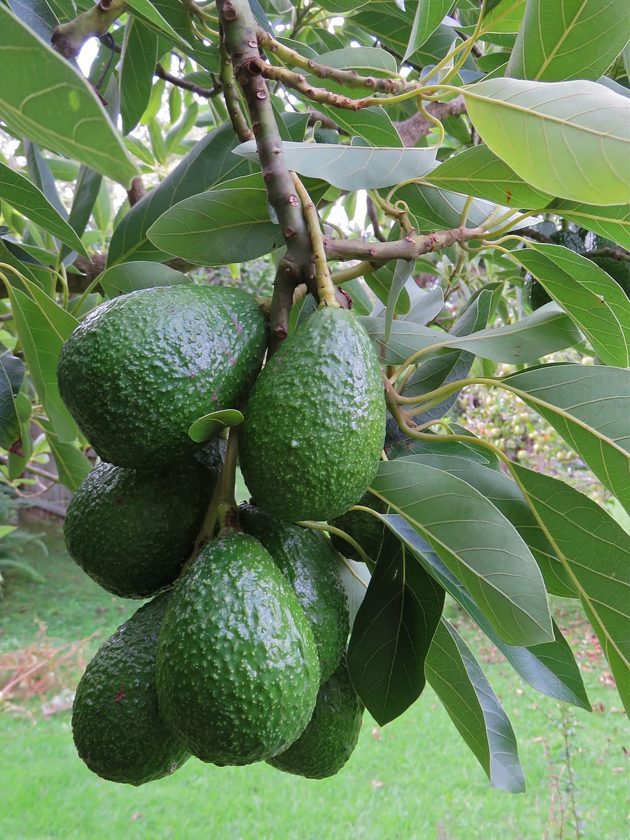 avocado, avocado fruit, tree, green, growing, organic, natural