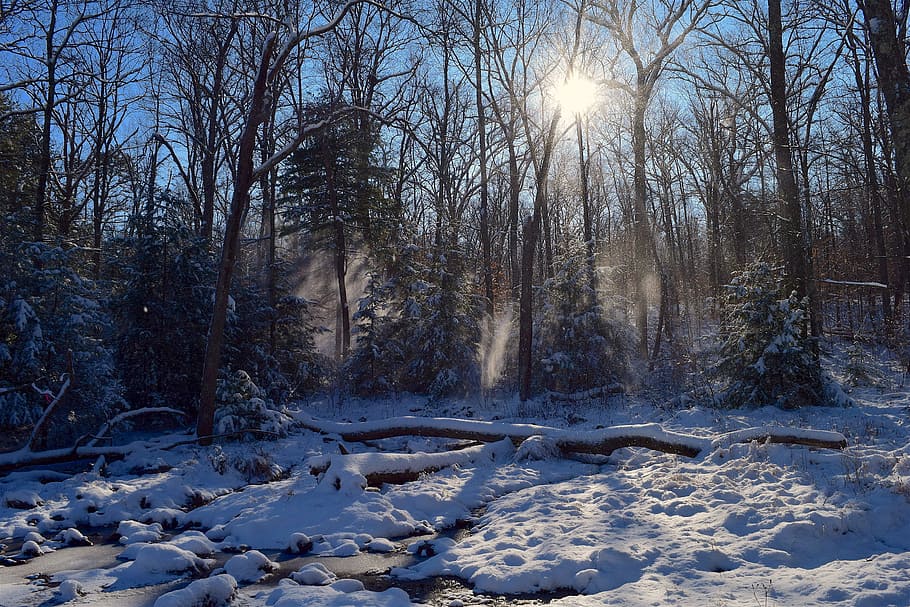 silhouette of trees during daytime, snow, sun, forest, sunrise HD wallpaper