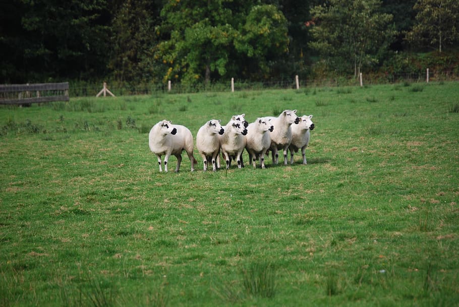 sheep, landscape, plant, animal themes, mammal, grass, group of animals HD wallpaper