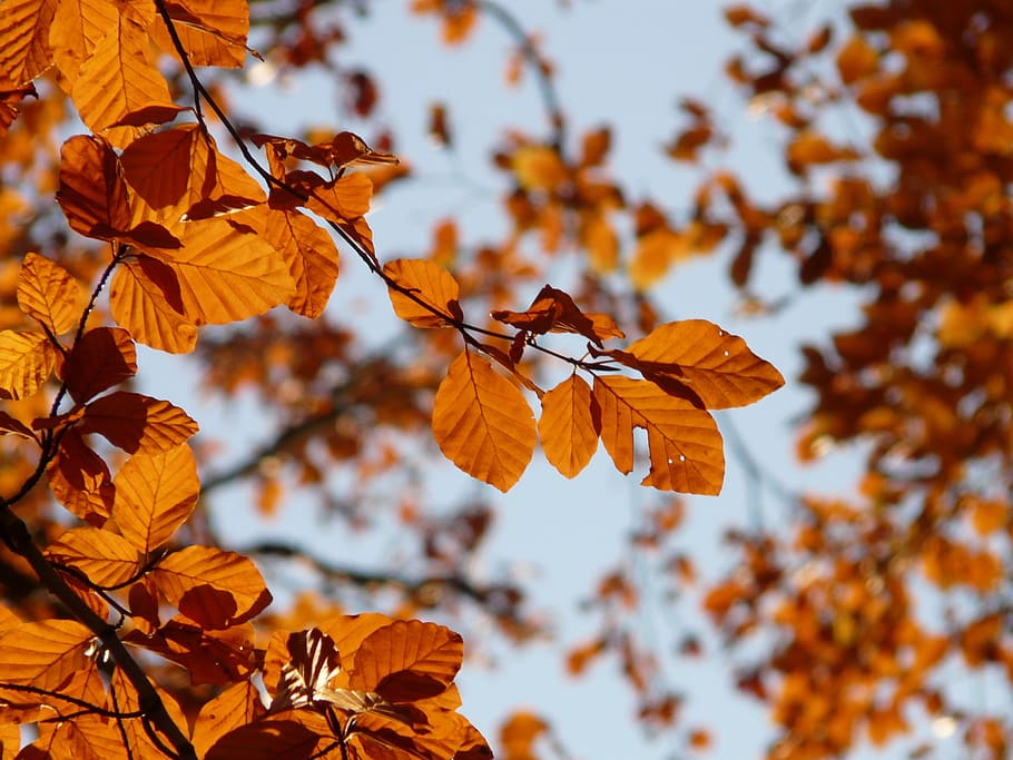 Beech, Fagus Sylvatica, deciduous tree, golden autumn, golden october HD wallpaper