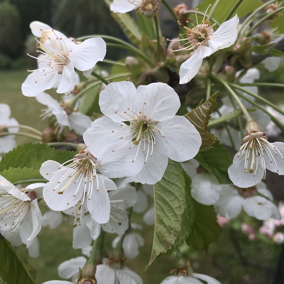 cherry, cherry tree, flower, nature, spring, branch, blossom HD wallpaper