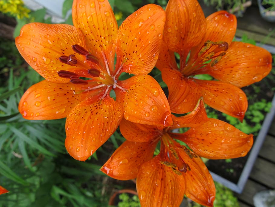 lily, flower, orange, garden flower, day lily, summer flower HD wallpaper