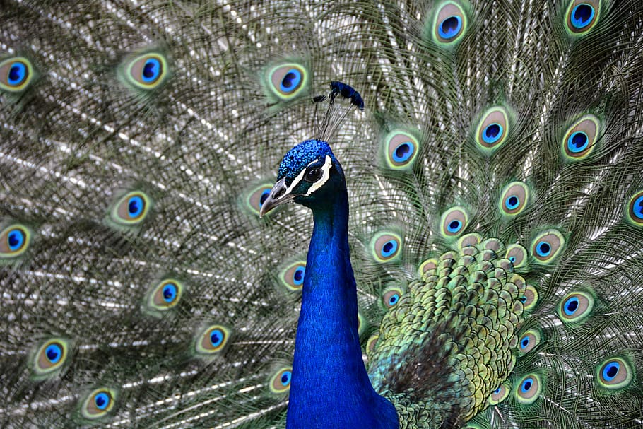 close-up photo of blue and green peacock, wheel, bird, feather HD wallpaper
