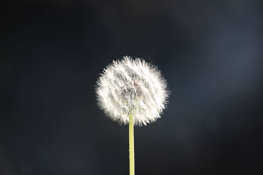 dandelion, fluff, flower, plant, fragility, freshness, vulnerability HD wallpaper