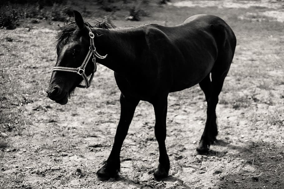 Foal on a pasture, animals, horse, black And White, nature, mammal HD wallpaper