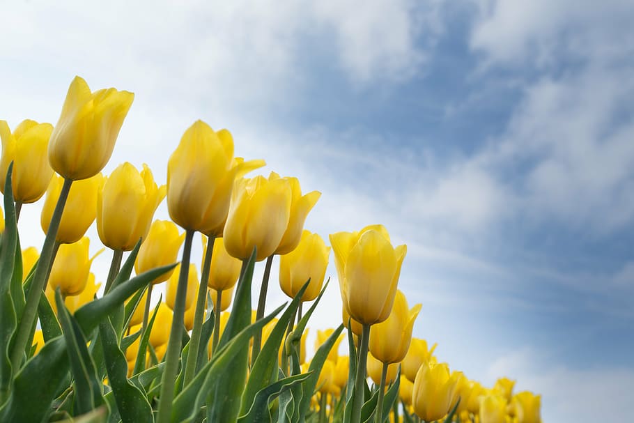 closeup photo of yellow petaled flowers, tulip, bulb, field HD wallpaper