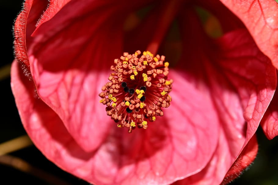 Macro, Flower, red, petal, flower head, close-up, beauty in nature HD wallpaper