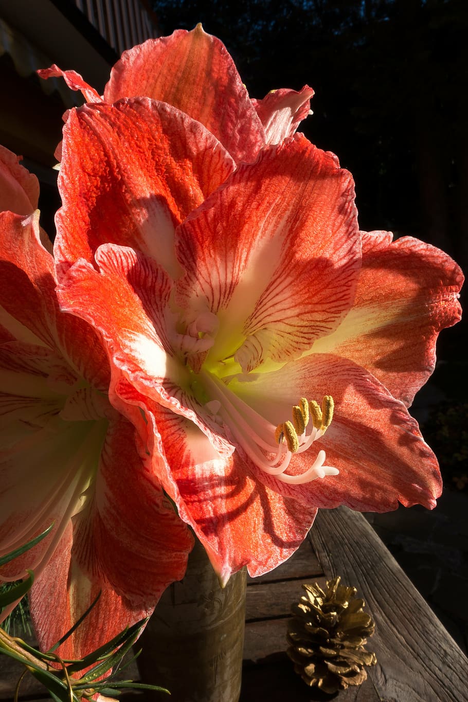 amaryllis, red, white, blossom, bloom, flower, plant, botany HD wallpaper