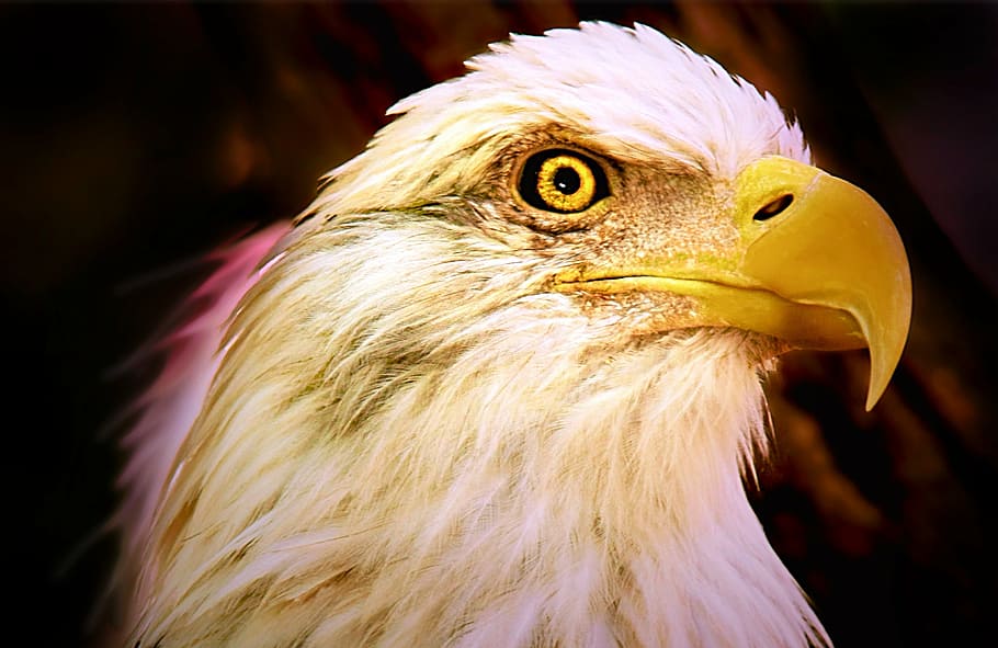 bald, eagle, head, eagle - Bird, beak, bird of Prey, animal HD wallpaper