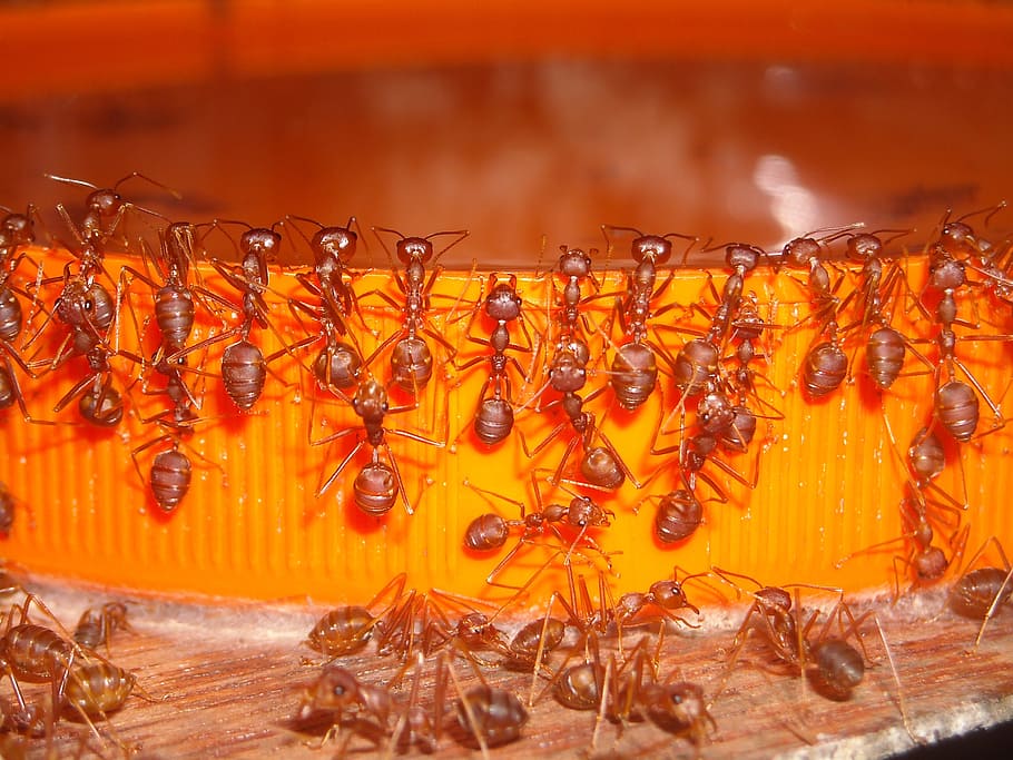 ants, rangrang, red, close the jar, orange, food, orange color, HD wallpaper