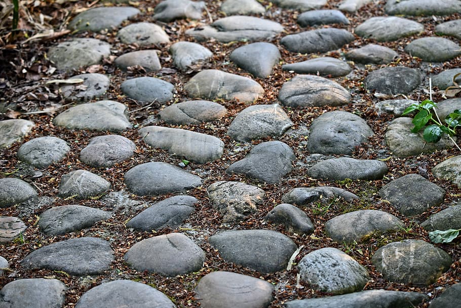 green leafed plant near stone, cobble stones, cobbles, footpath HD wallpaper