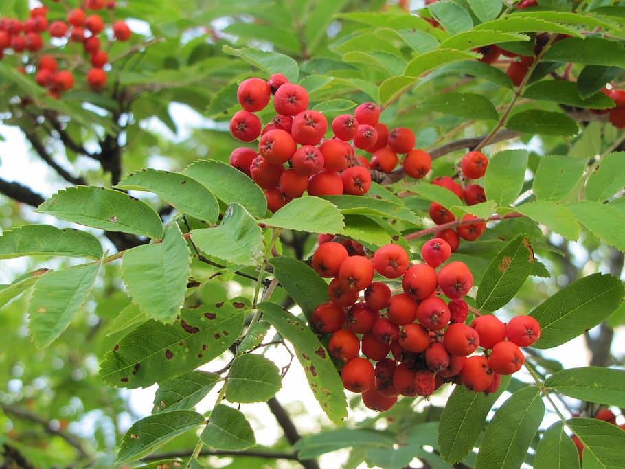 tree, rowan, red berries, autumn, leaf, food and drink, fruit HD wallpaper