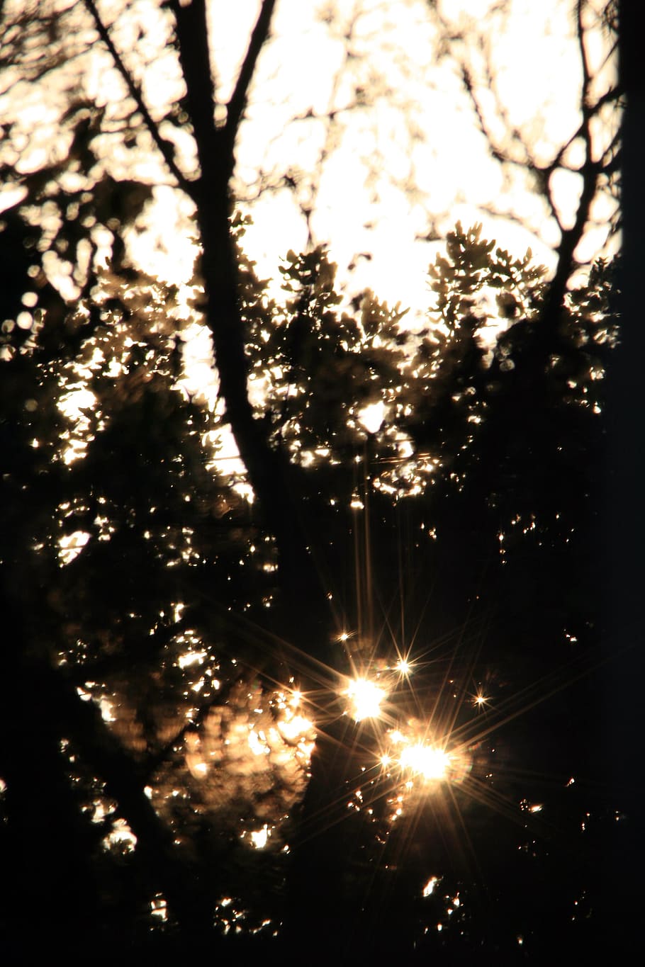 sun, trees, sundown, light, radiating, bright, peeping, illuminated HD wallpaper