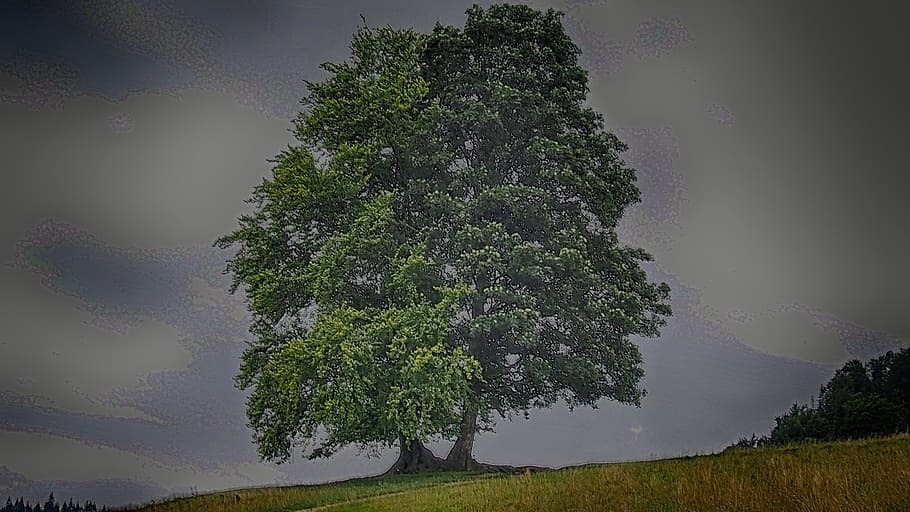 tree, nature, foliage, field, green, plant, sky, beauty in nature HD wallpaper