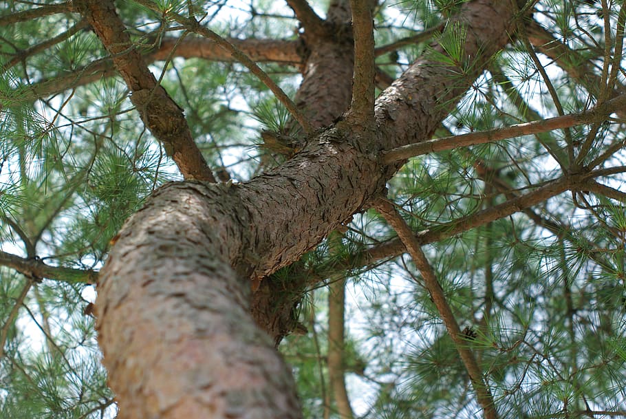 Pine, Eggplant, Texture, Wild, Wood, peel, tree, nature, forest HD wallpaper