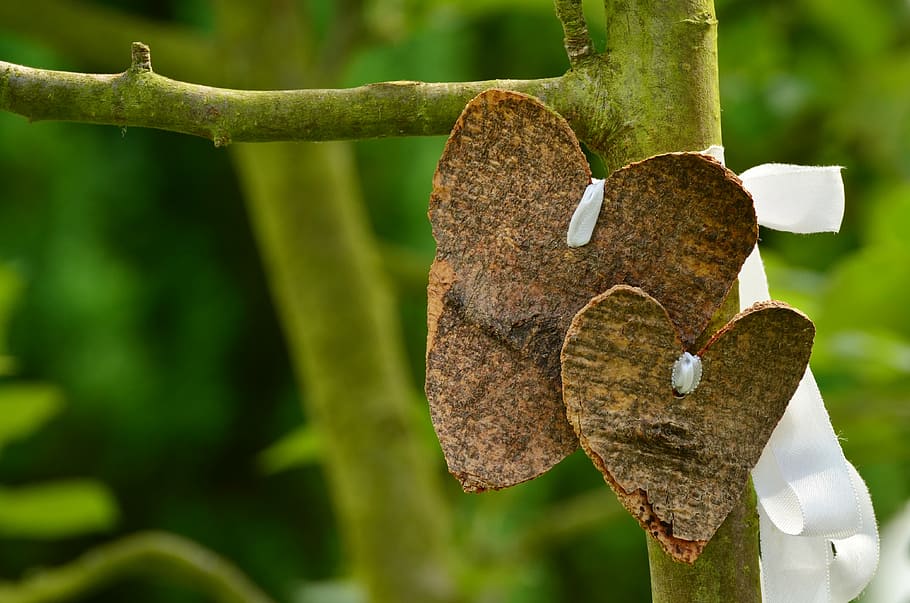 two brown wood hearts on green tree part, love, bark, wedding HD wallpaper