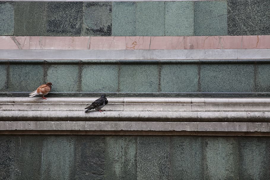 photo of two brown and black pigeons, black and brown birds on brown concrete panel HD wallpaper