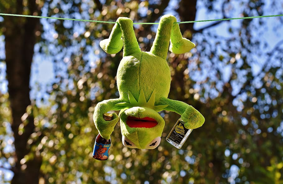 kermit, frog, drink, hang out, alcohol, drunk, rest, sit, figure, HD wallpaper