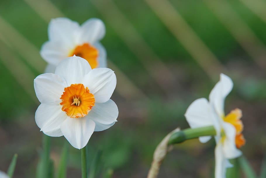 narcissus, flower, nature, plant, petal, summer, close-up, flower Head HD wallpaper