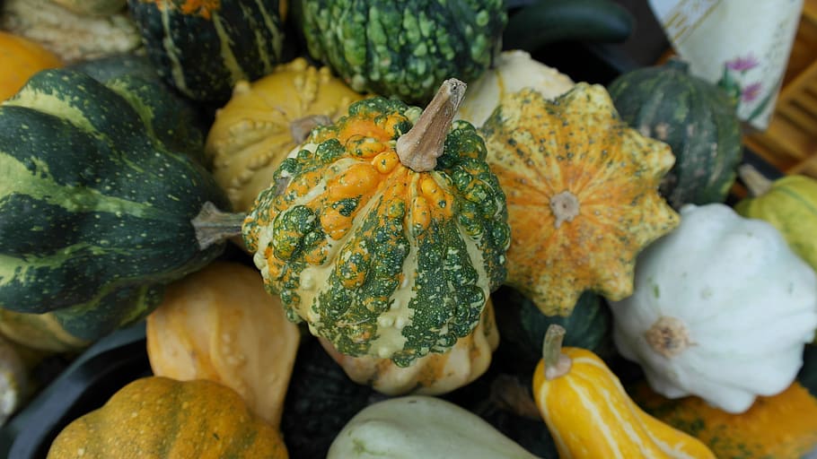 decorative squashes, pumpkins, green, autumn, autumn decoration HD wallpaper