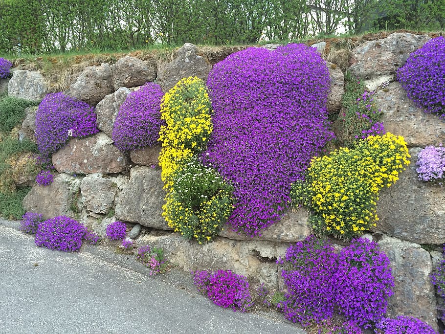 Flowers, Nature, Stone Wall, Spring, flora, plant, bloom, purple HD wallpaper