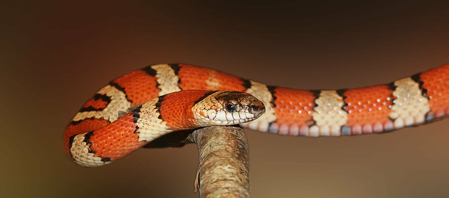 shallow focus photography of orange and white snake, king snake HD wallpaper