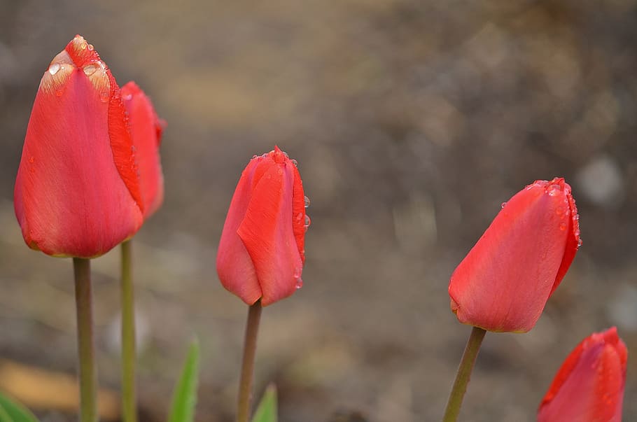 Tulip, Spring, Nature, Flowers, Plant, flora, bracts, pink HD wallpaper