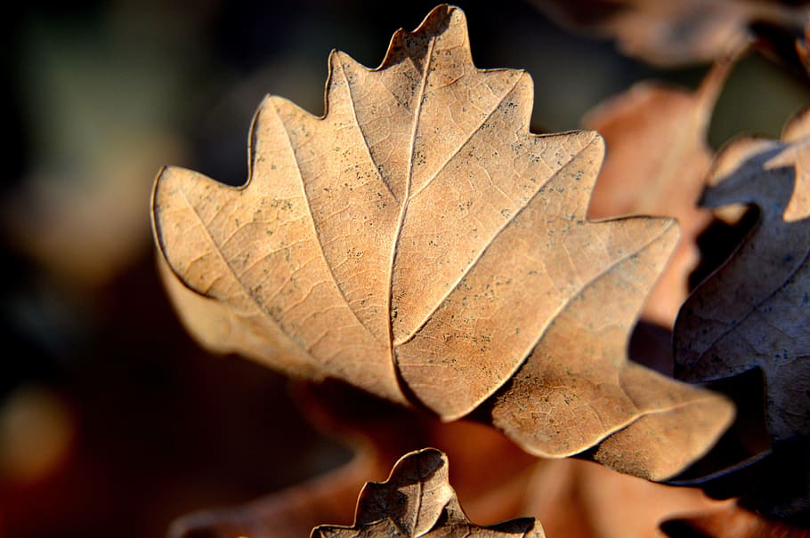 leaf, dry, autumn, sunny, dry leaves, nature, yellow, plant part HD wallpaper