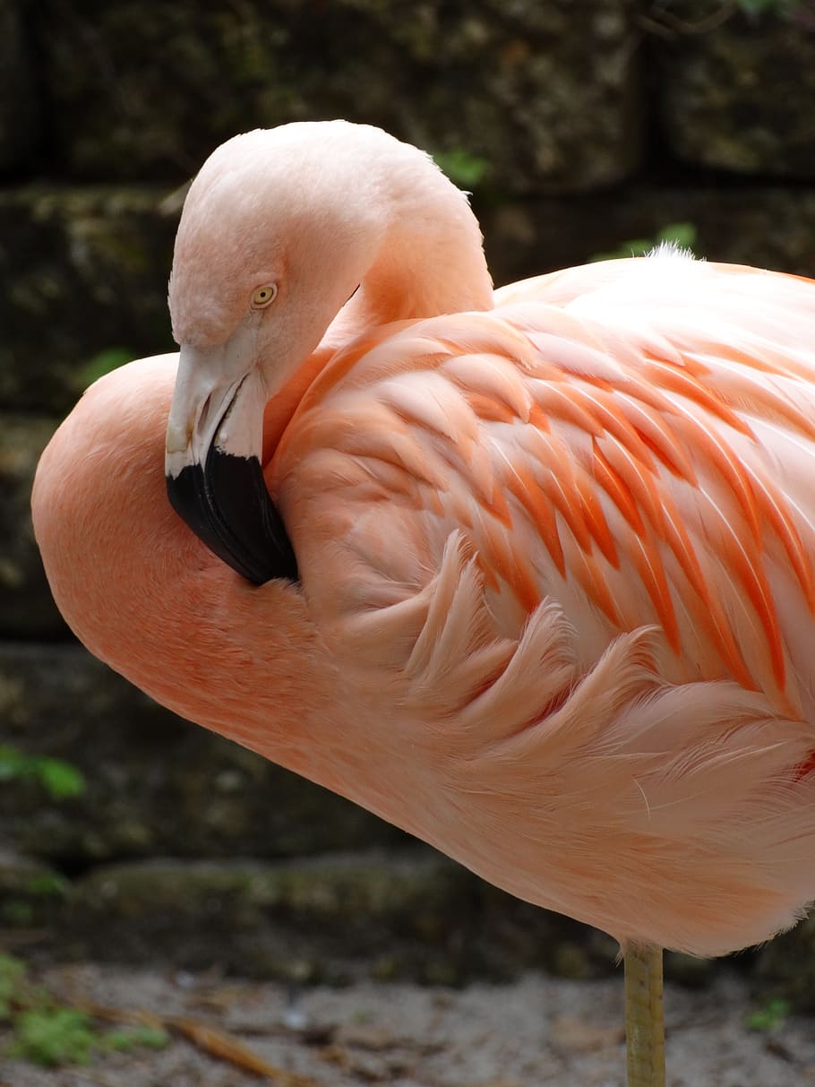 flamingo, feathers, profile, pink feathers, animal, animal themes HD wallpaper