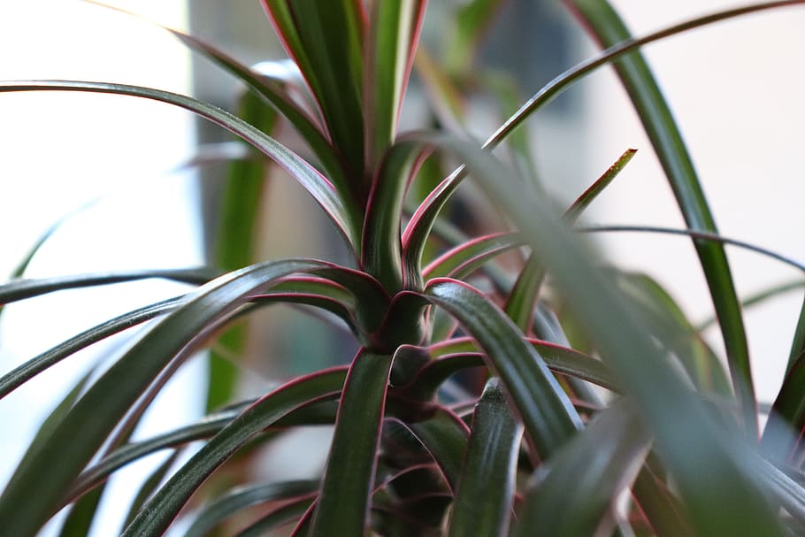plant, nature, sheet, garden, growth, close-up, leaf, plant part HD wallpaper