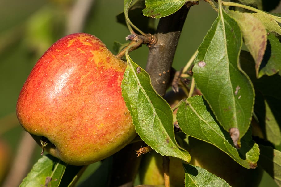 apple, red, autumn, apple tree, branch, leaves, green, red apple HD wallpaper
