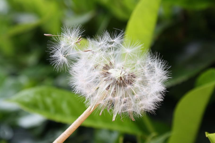 Dandelion, Wind, Blossom, Bloom, Nature, pointed flower, macro HD wallpaper