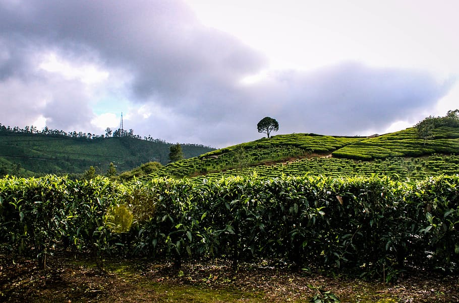 munnar hills, kerala, tea plantations, nature, india, love india, HD wallpaper