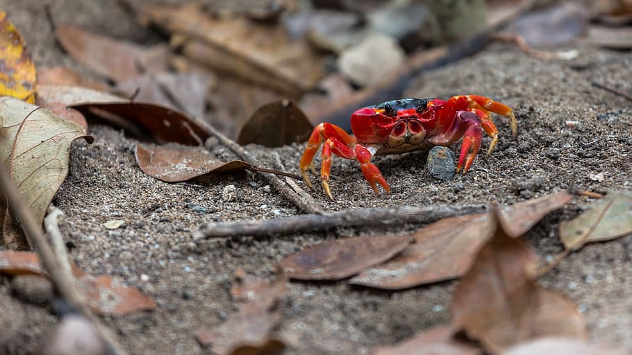 red crab, closeup photo of red crab on brown soil, creature, beach HD wallpaper