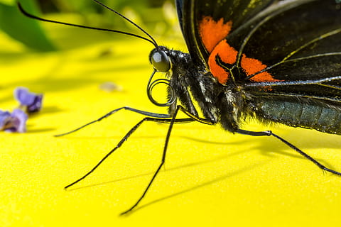 Butterfly, Insect, Eyes, Probe, proboscis, rolled up, close HD wallpaper